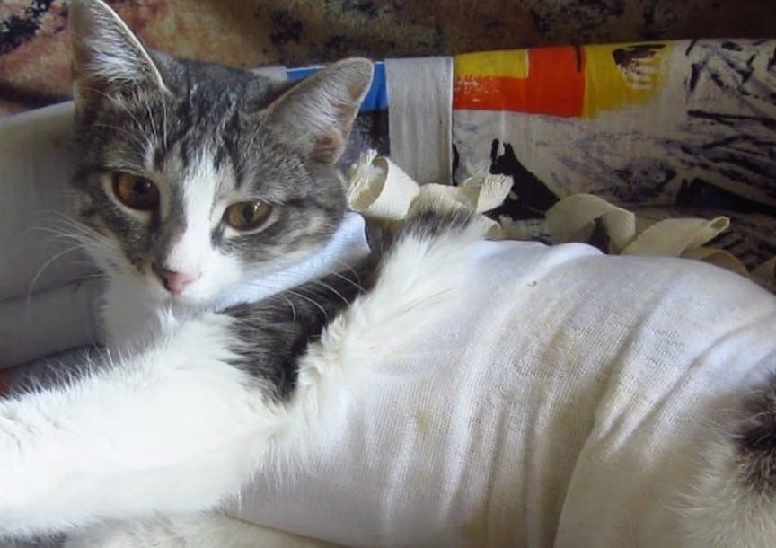 What Does Spaying a Cat Mean and What Are The Benefits? - Taconic ... What Does Spaying a Cat Mean and What Are The Benefits? - Taconic ...