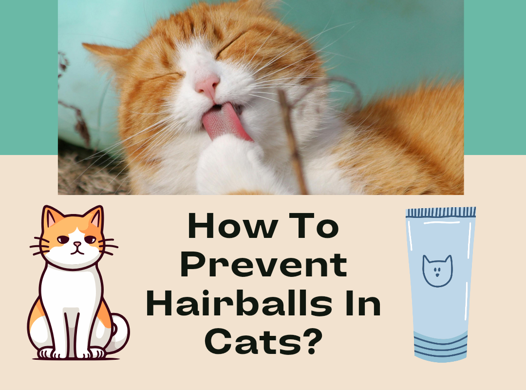 How To Treat - And Prevent - Hairballs In Cats How To Treat - And Prevent - Hairballs In Cats