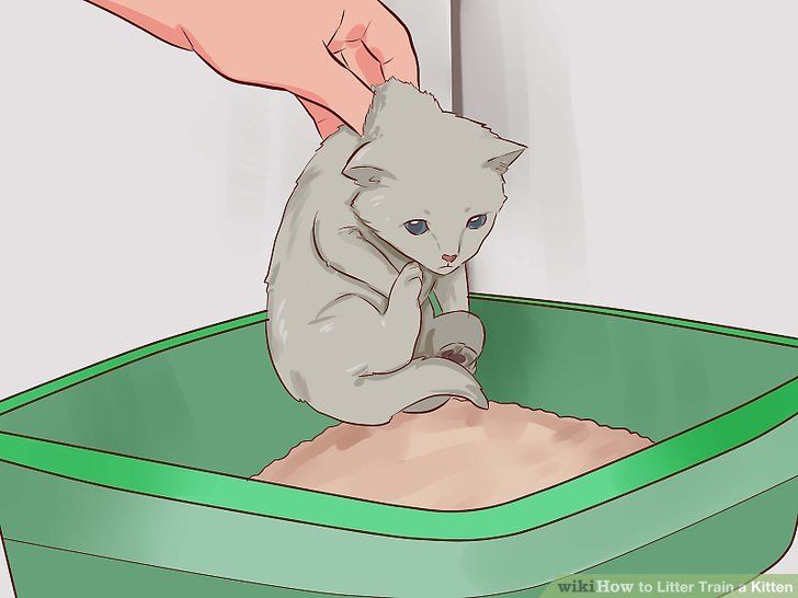 6 Tips to Litter Train Your Cat - My 3 Little Kittens