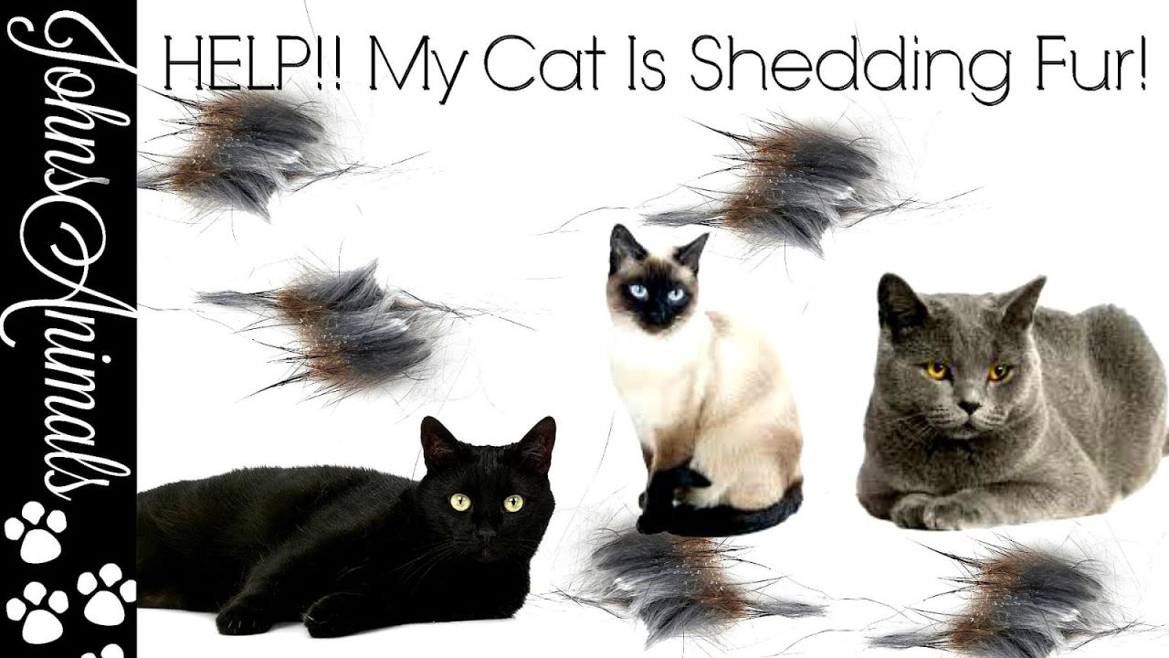 How To Reduce Cat Shedding In 9 Simple Steps - Cats.com