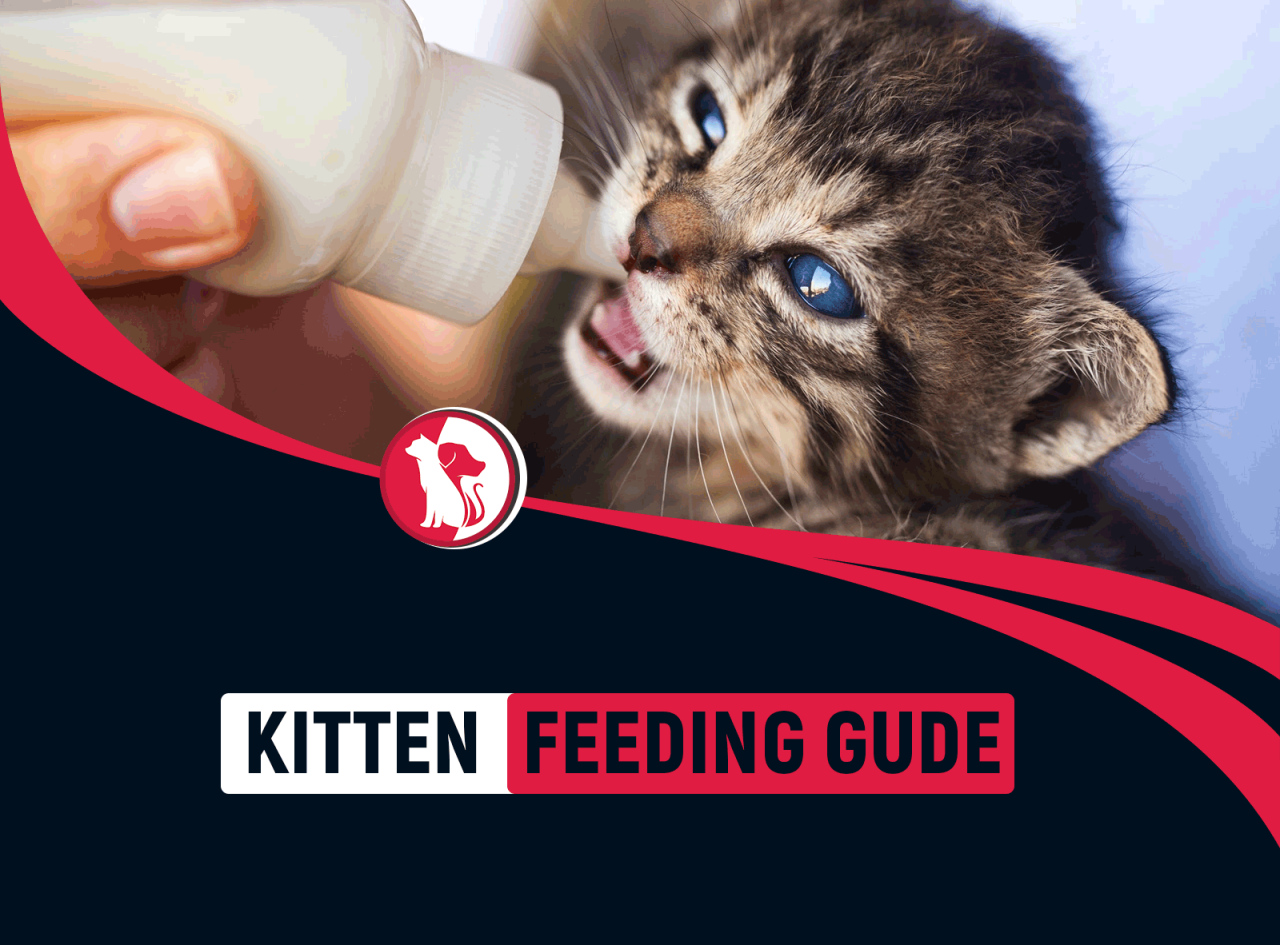 Kitten Feeding Guide - How Much Should You Feed Your Kitten