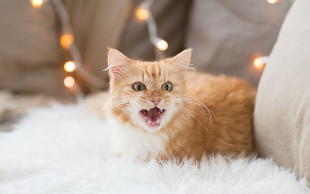 Vocal cat breeds