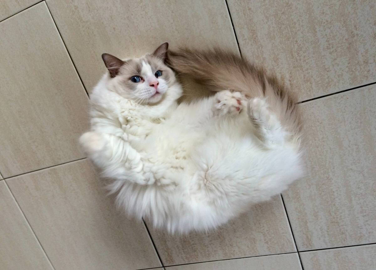 The Complete Guide to Cat Body Language and Communication - Cats.com