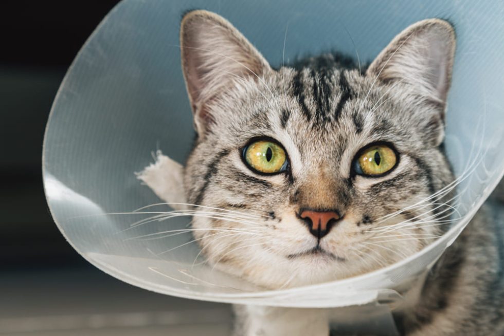 How Long Does It Take to Neuter a Cat? All You Need to Know (With Vet ... How Long Does It Take to Neuter a Cat? All You Need to Know (With Vet ...