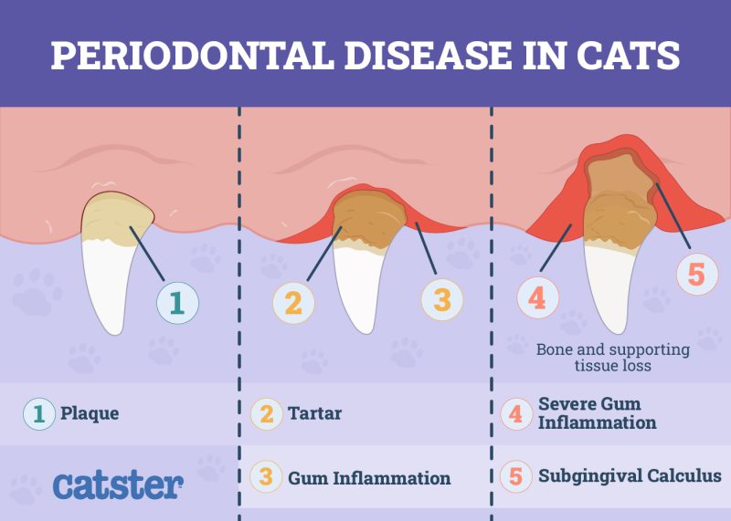 How to Prevent Dental Disease in Cats: 6 Vet-Approved Care Tips - Catster