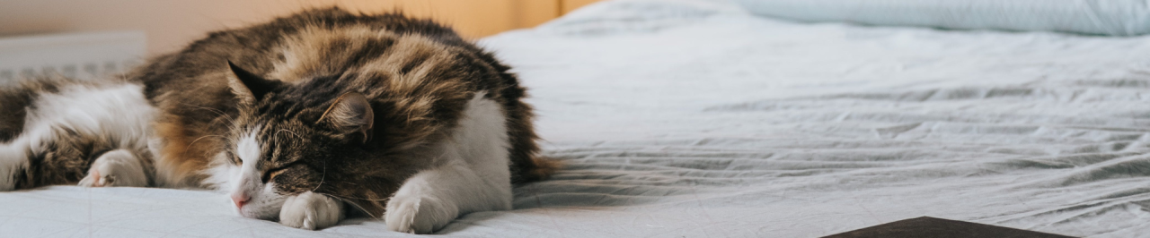 5 tips to manage cat shedding