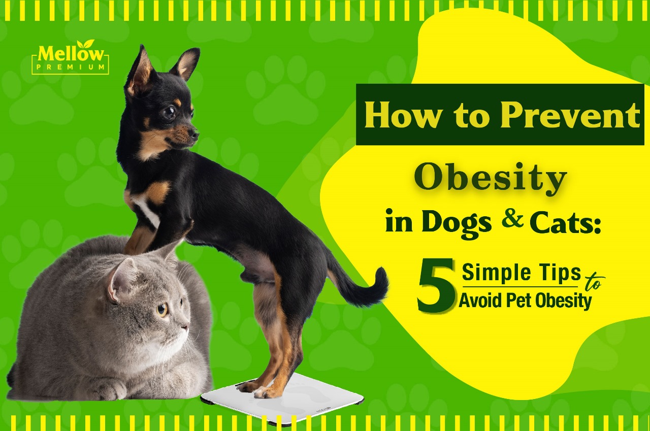 How to Prevent Obesity in Dogs and Cats: 5 Simple Tips to Avoid Pet ...