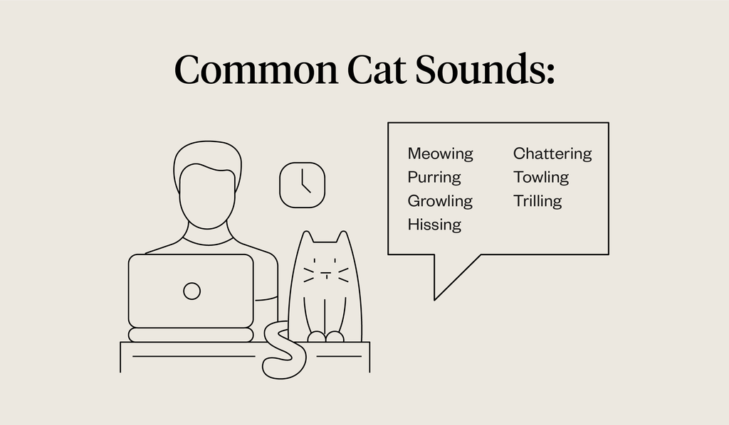 The Most Vocal Cat Breeds of All - Wise Kitten