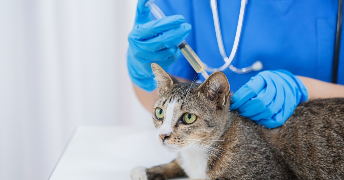Cat Vaccination Guide - Catster Cat Vaccination Guide - Catster