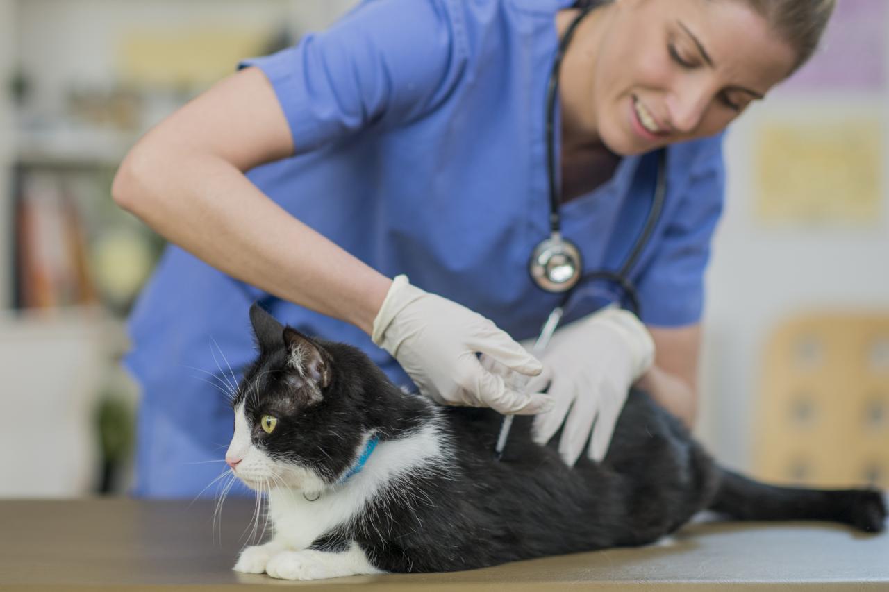 Vaccines for your Cat | Veterinarian in Ellington, CT | Ellington ... Vaccines for your Cat | Veterinarian in Ellington, CT | Ellington ...