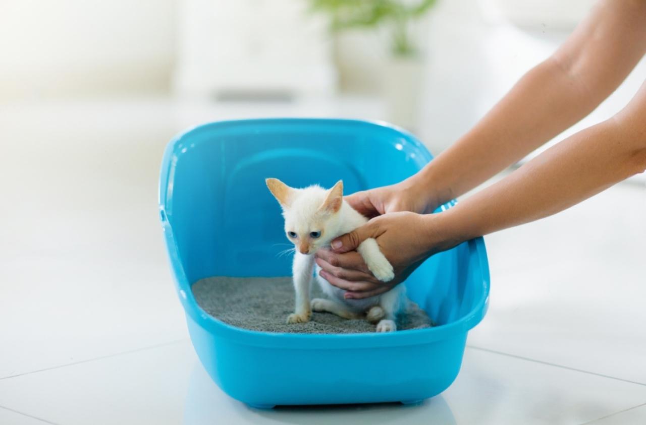 How to Litter Train Your Cat in 7 Easy Steps