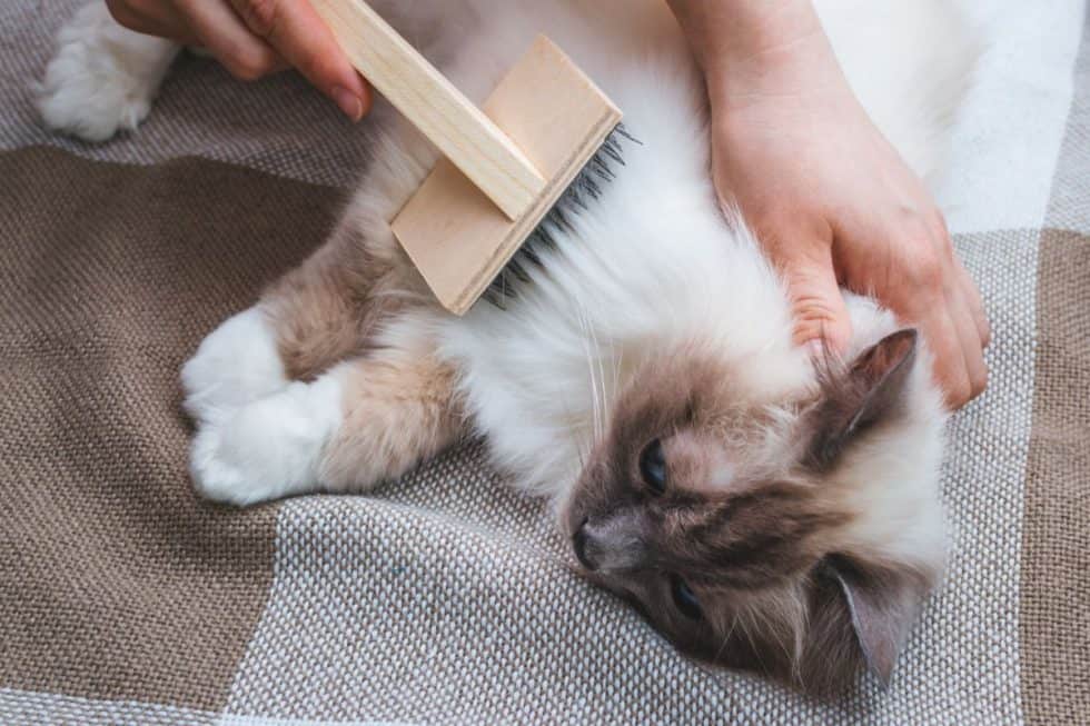 How To Reduce Cat Shedding? (8 Methods That Actually Work)