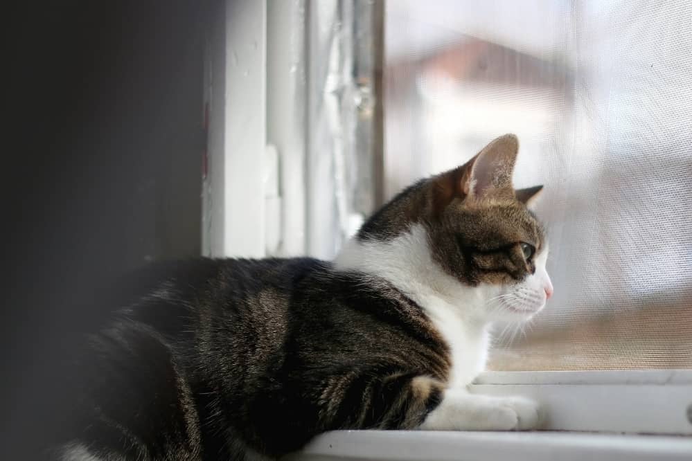 5 Top tips for keeping your cat safe outside - Tractive