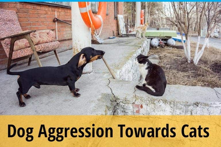 4 Ways to Stop Your Cat from Attacking Your Dog 4 Ways to Stop Your Cat from Attacking Your Dog