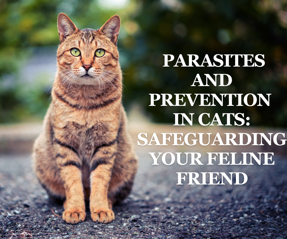 Parasites and Prevention in Cats: Safeguarding Your Feline Friend ...