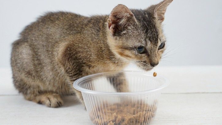 How often should I feed my kitten? A vet’s advice | PetsRadar