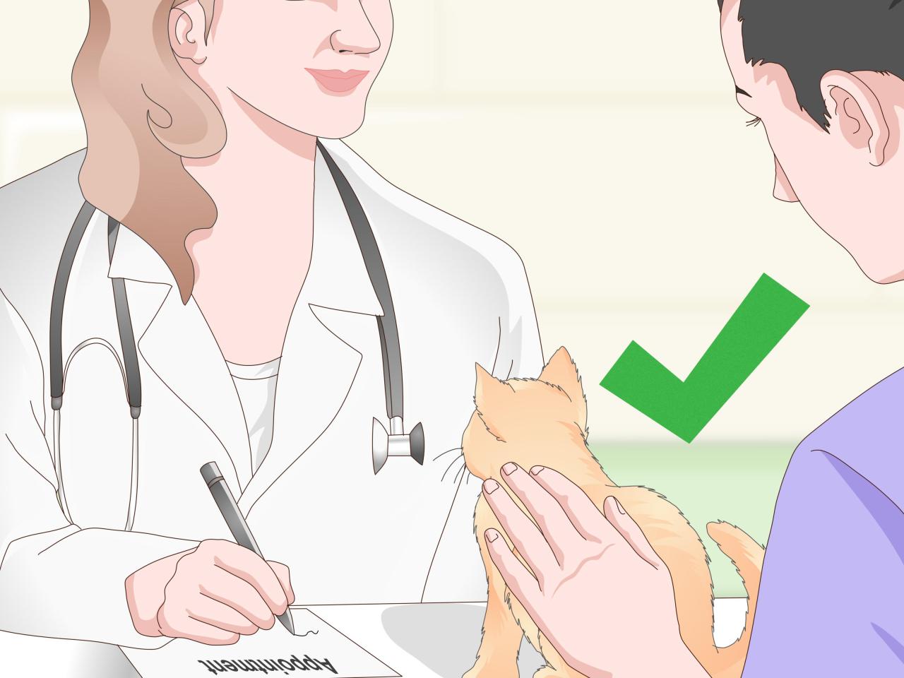 4 Ways to Treat Your Cat's Dental Problems - wikiHow