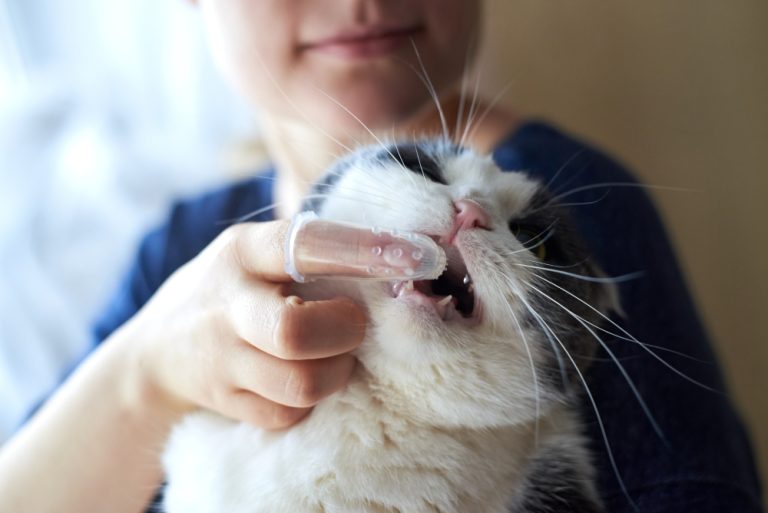 How to Prevent Dental Disease in Cats: 6 Vet-Approved Care Tips - Catster