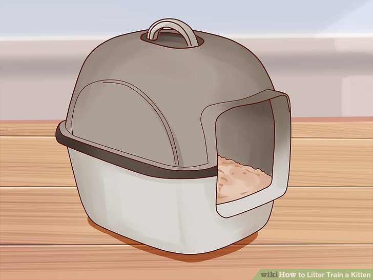 How to Litter Train a Kitten: Expert Tips