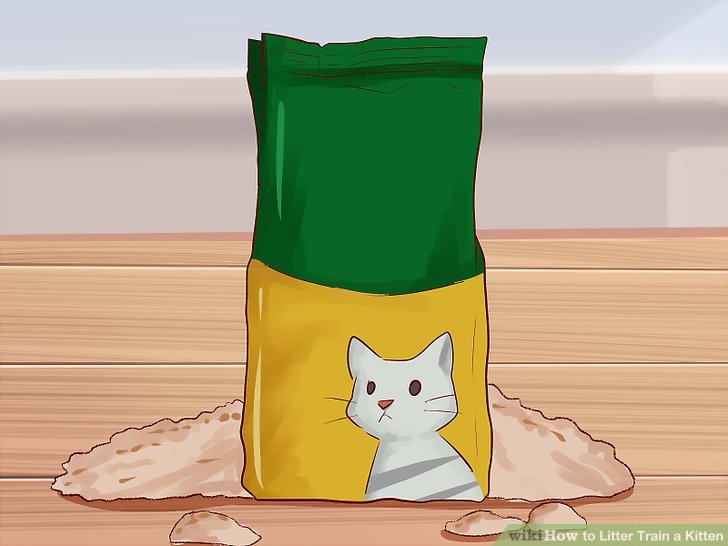 How to litter train a cat – Artofit