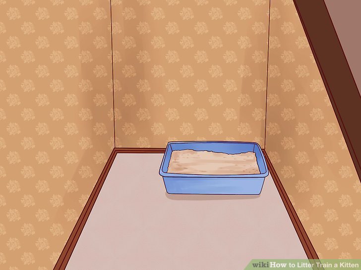 How to Litter Train a Kitten: Expert Tips How to Litter Train a Kitten: Expert Tips