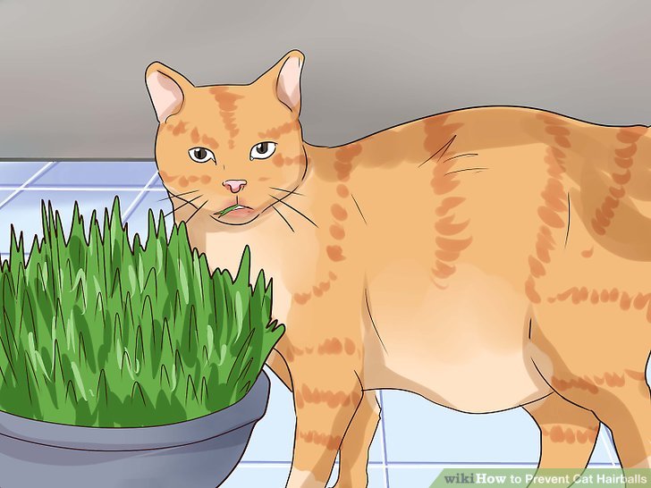 A Comprehensive Guide: 6 Tips on How To Prevent Cat Hairballs A Comprehensive Guide: 6 Tips on How To Prevent Cat Hairballs