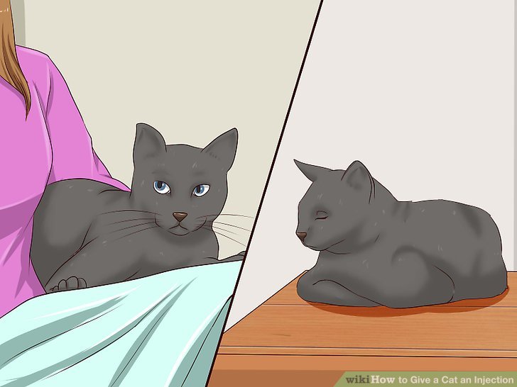 3 Ways to Give a Cat an Injection - wikiHow
