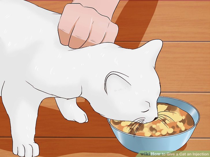 3 Ways to Give a Cat an Injection - wikiHow