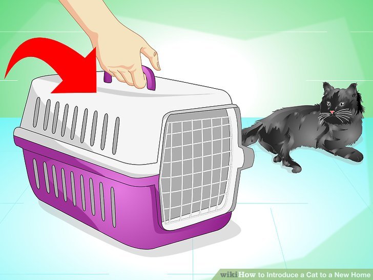 How to introduce cat to new home