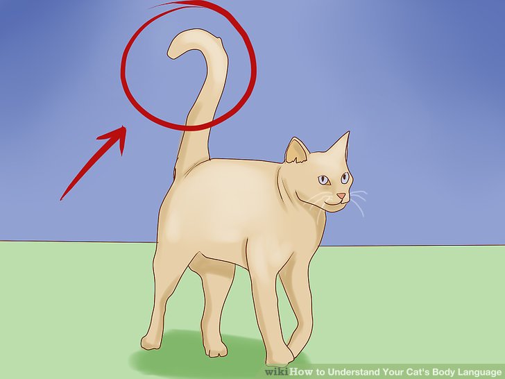 Cat body language guide... - InfographicNow.com | Your Number One ...