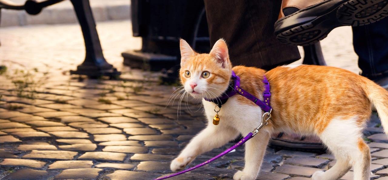 How to Leash Train Your Cat