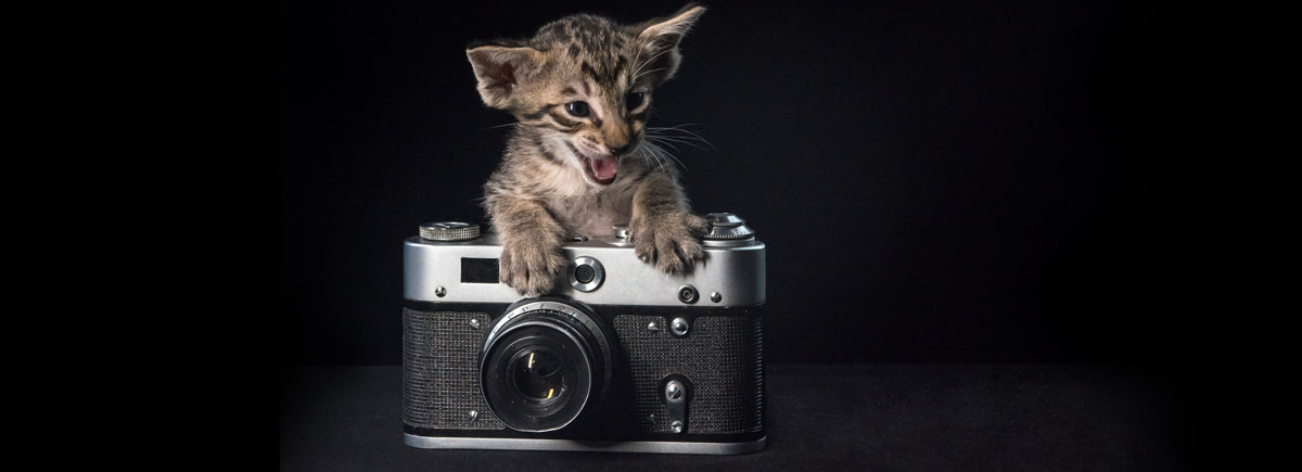 The best cat cameras - CatParents.org The best cat cameras - CatParents.org
