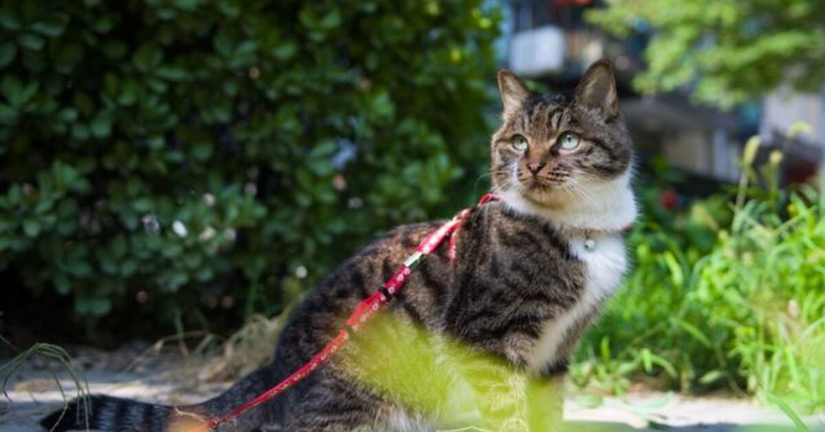 Can I Let My Cat Go Outdoors Safely? | PetGuide