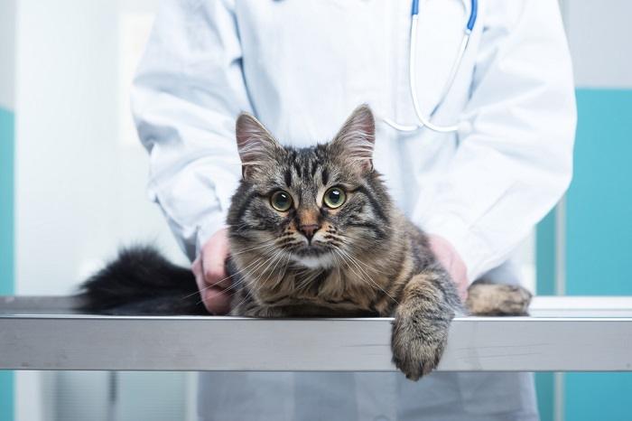 How Often Should Your Cat Visit The Vet? - Cats.com
