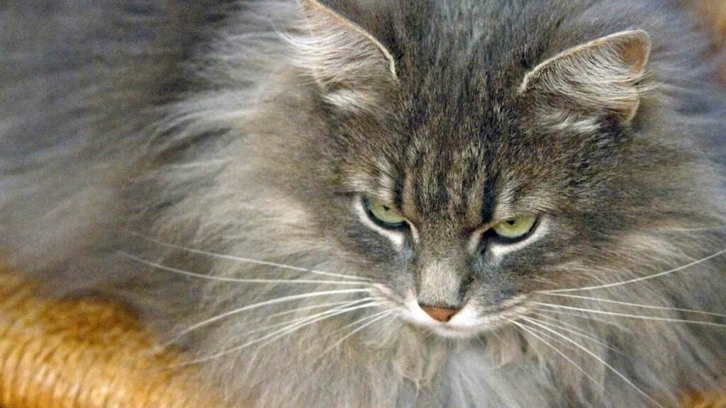 How to Understand Cat Body Language?