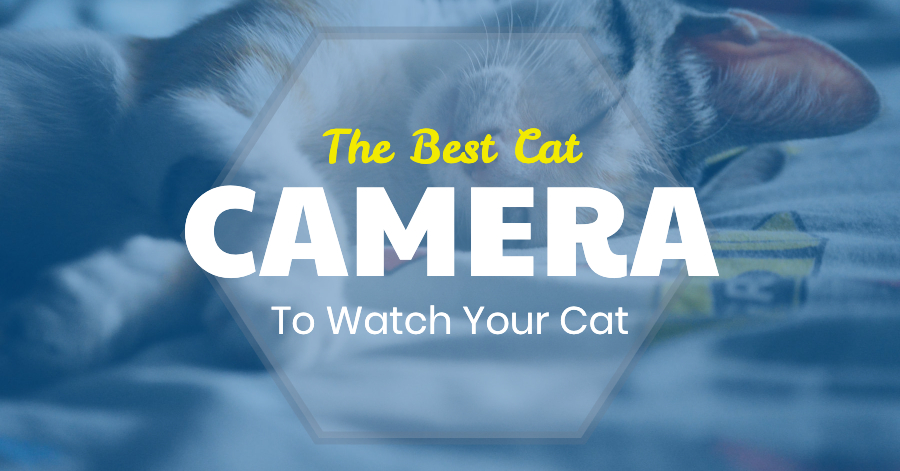 Best Cat Camera - Cat Looking At Collar Cameras + Watching Best Cat Camera - Cat Looking At Collar Cameras + Watching