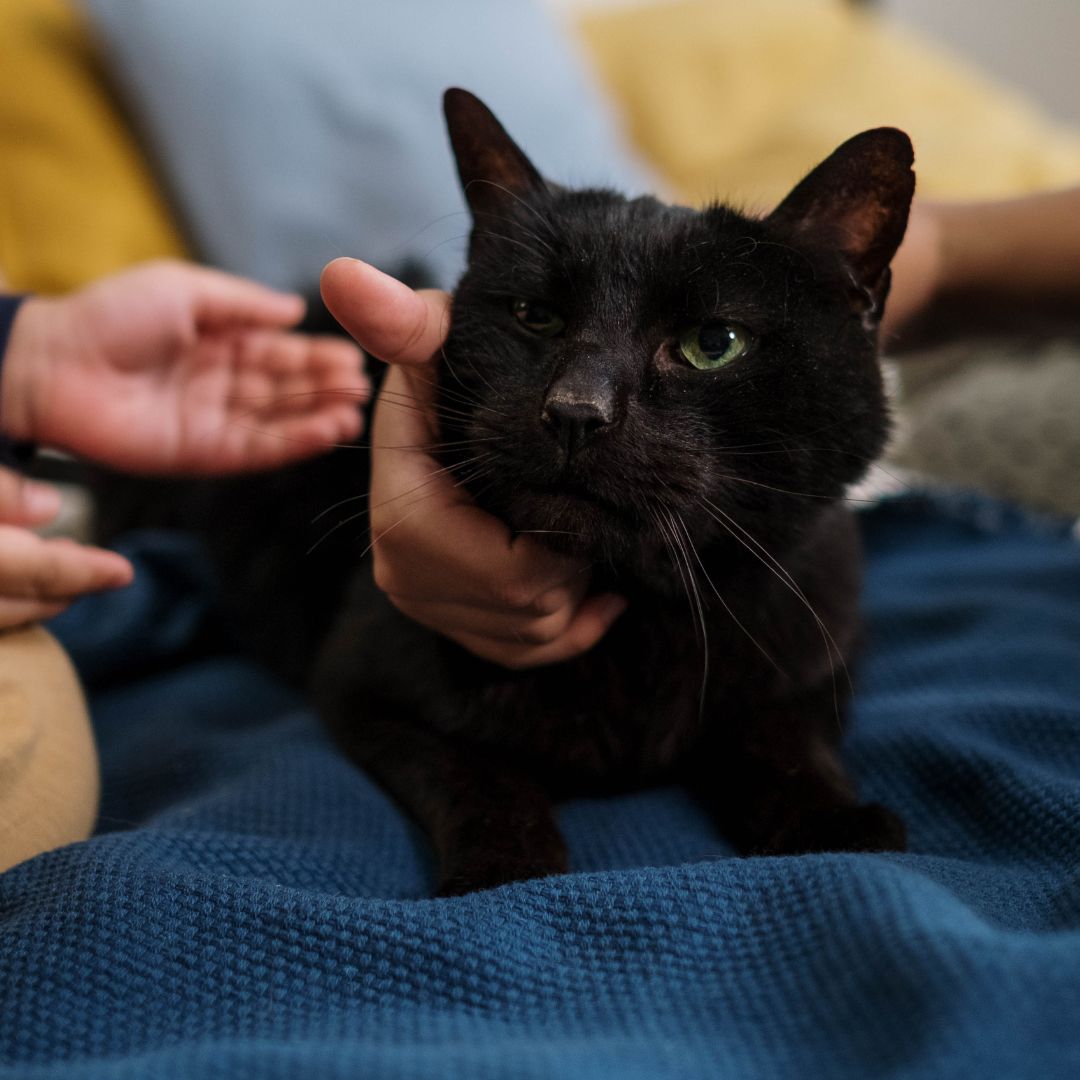 How to Safely Introduce Your Cat to a New Baby