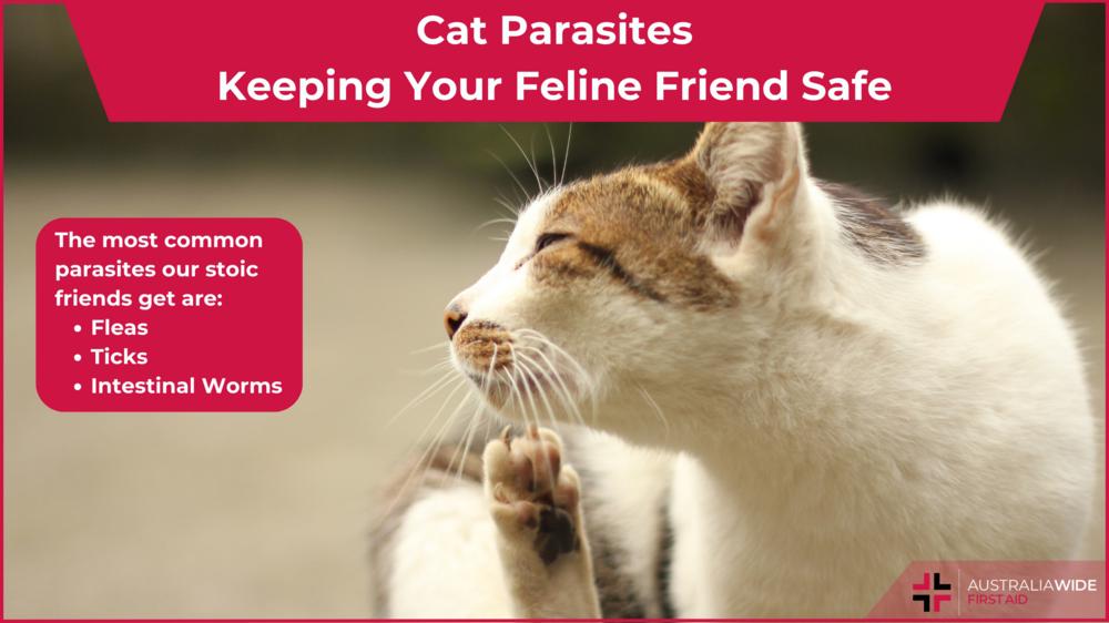 Cat Parasites