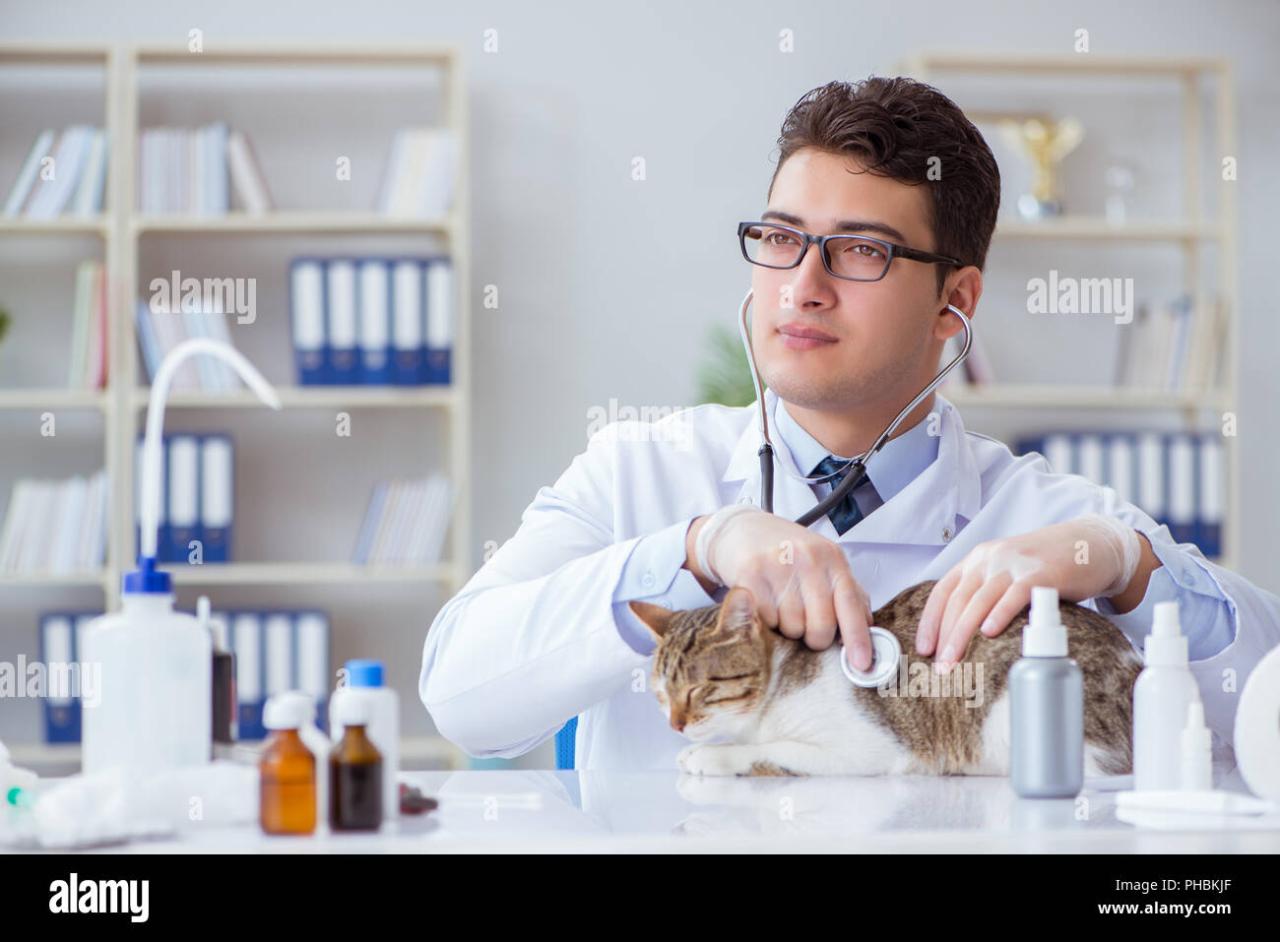 What To Expect At Your Kitten's First Vet Visit | Pumpkin®