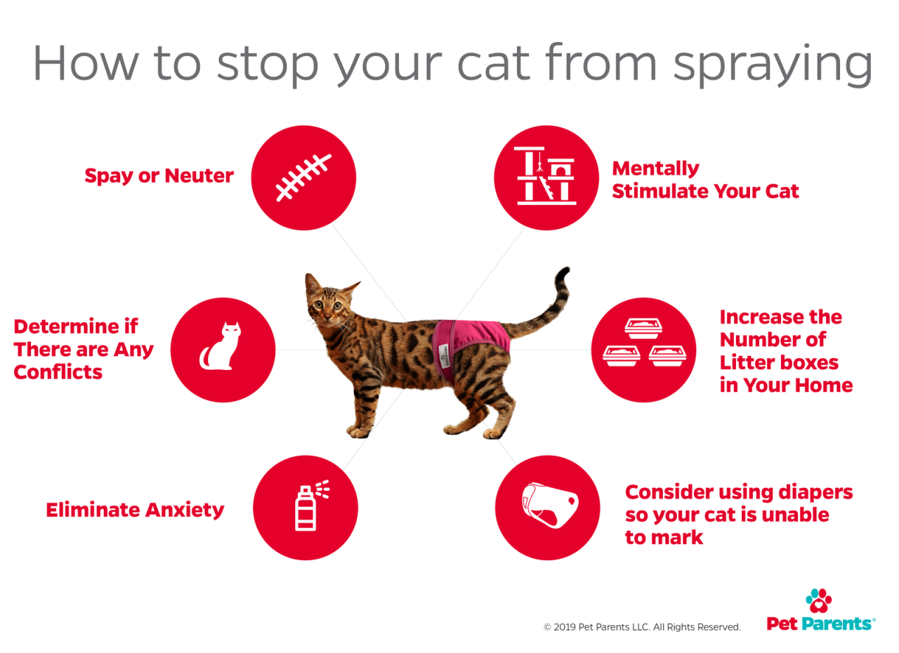 How to Stop Your Cat from Spraying Indoors