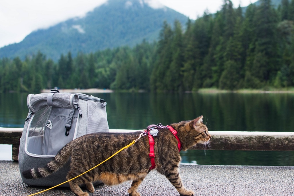 How to Leash Train a Cat – Theoretically Teddy