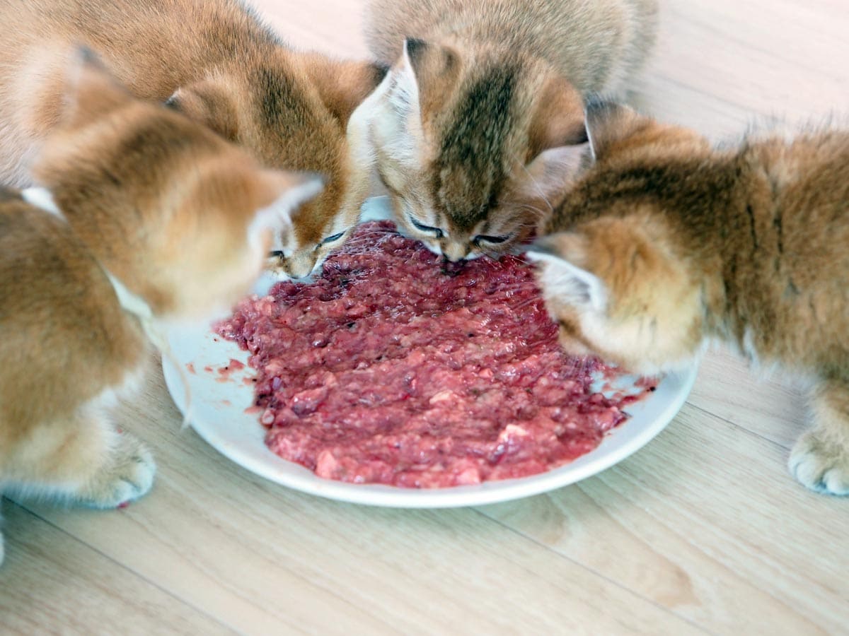 Feeding A Kitten: Tips For Success - Cat-World