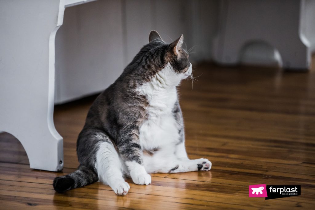 Overweight Cats: How To Prevent Cat Obesity