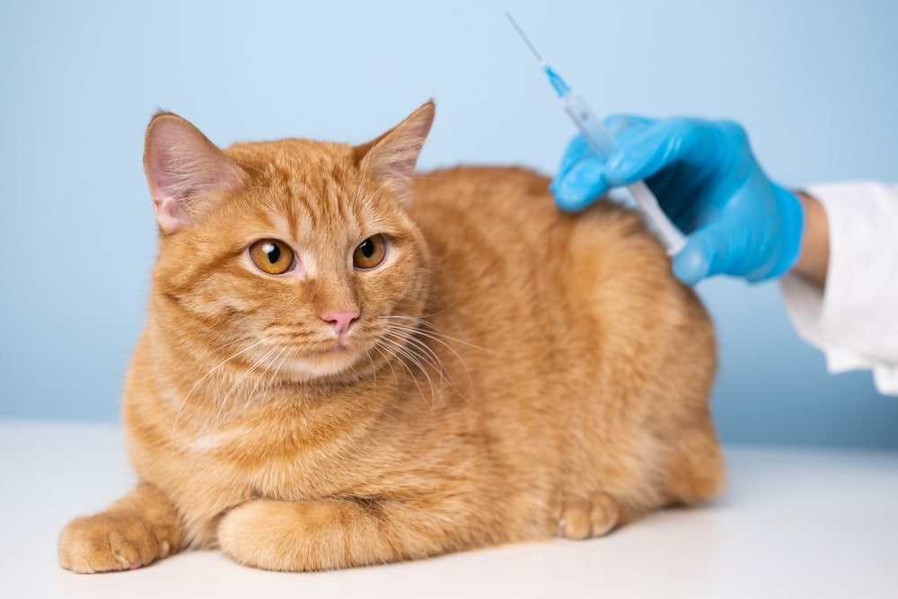 Vaccinations | The Cat Clinic Vaccinations | The Cat Clinic