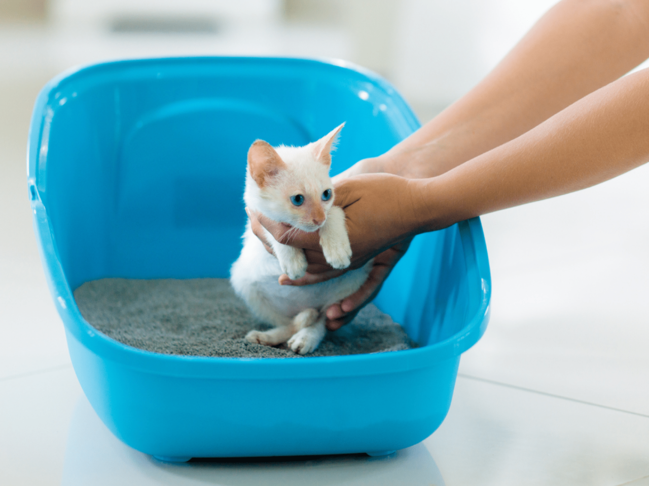 How to Litter Train Your Cat | Bob Martin