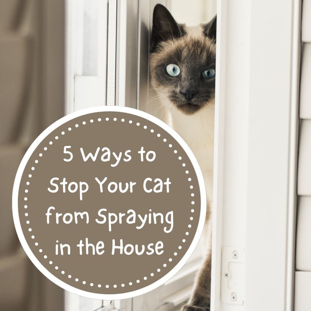 How to Stop Cats Spraying Outside? | Cat-Friendly Yard: Your Guide to ...