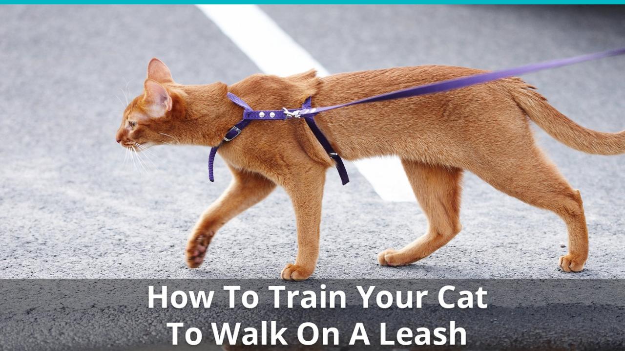 How To Train Your Cat To Walk On A Leash (Is That Even Possible?)