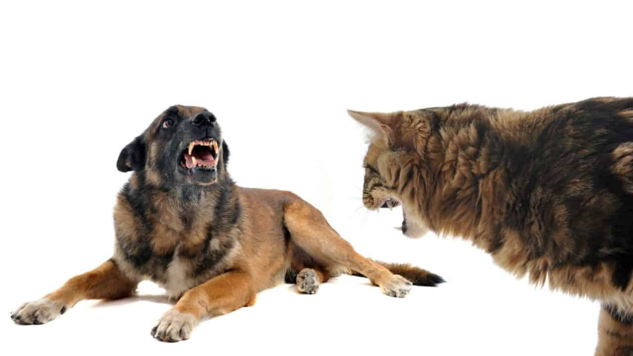 8 Training Methods to Stop Dog Aggression Towards Cats 8 Training Methods to Stop Dog Aggression Towards Cats
