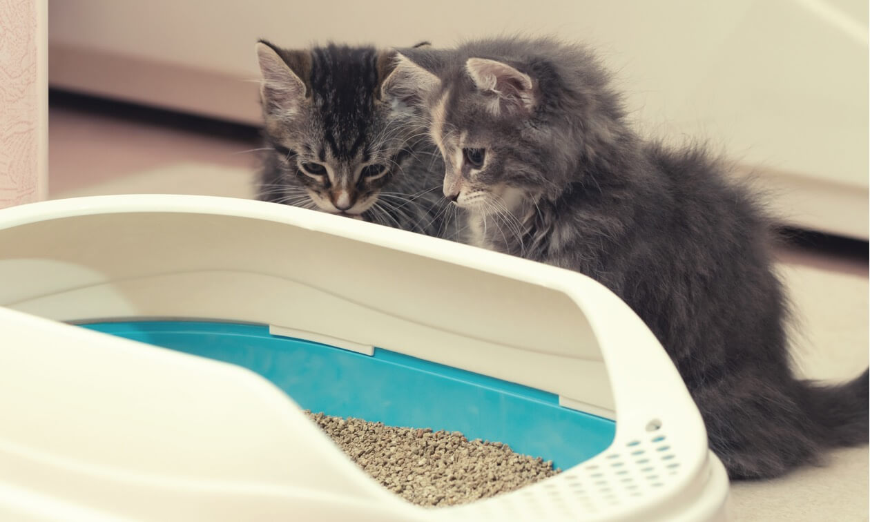 How To Litter Train A Kitten - Maine Coon Hawaii Maine Coon Hawaii How To Litter Train A Kitten - Maine Coon Hawaii Maine Coon Hawaii