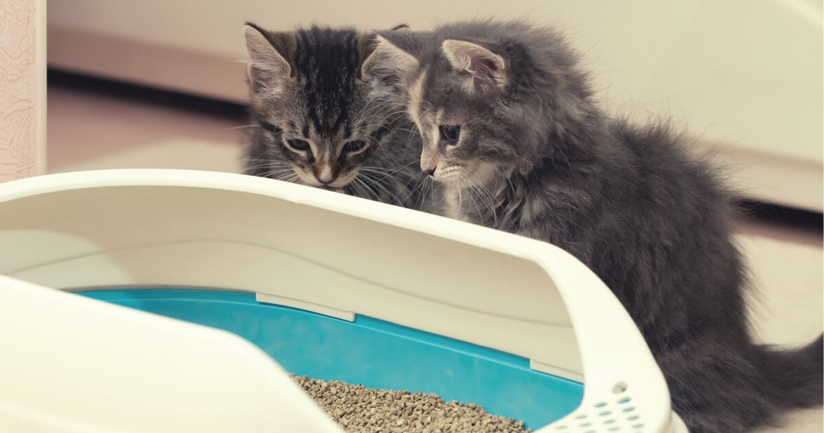 How to Litter Train a Kitten | Zoetis Petcare